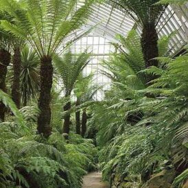 Ferns And Fronds - Soane Britain