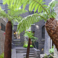 Ferns And Fronds - Soane Britain